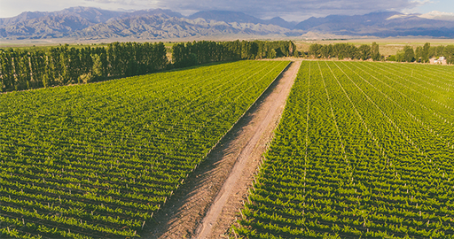 Bodegas Bianchi